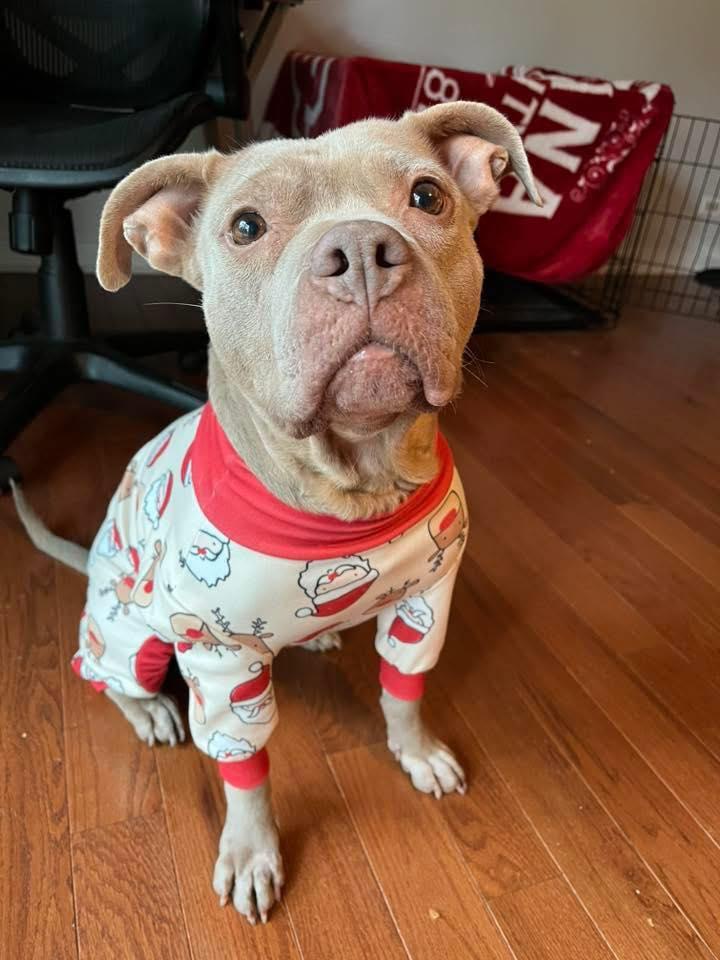 Enlarge Junie B Jones, a Adopted Pit Bull Terrier in Wheaton, IL image 2/6