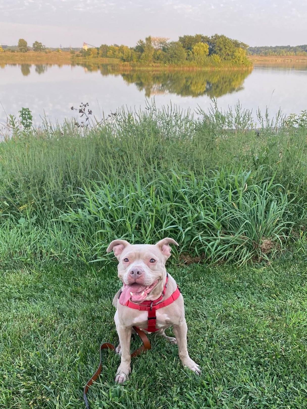 Enlarge Junie B Jones, a Adopted Pit Bull Terrier in Wheaton, IL image 4/6