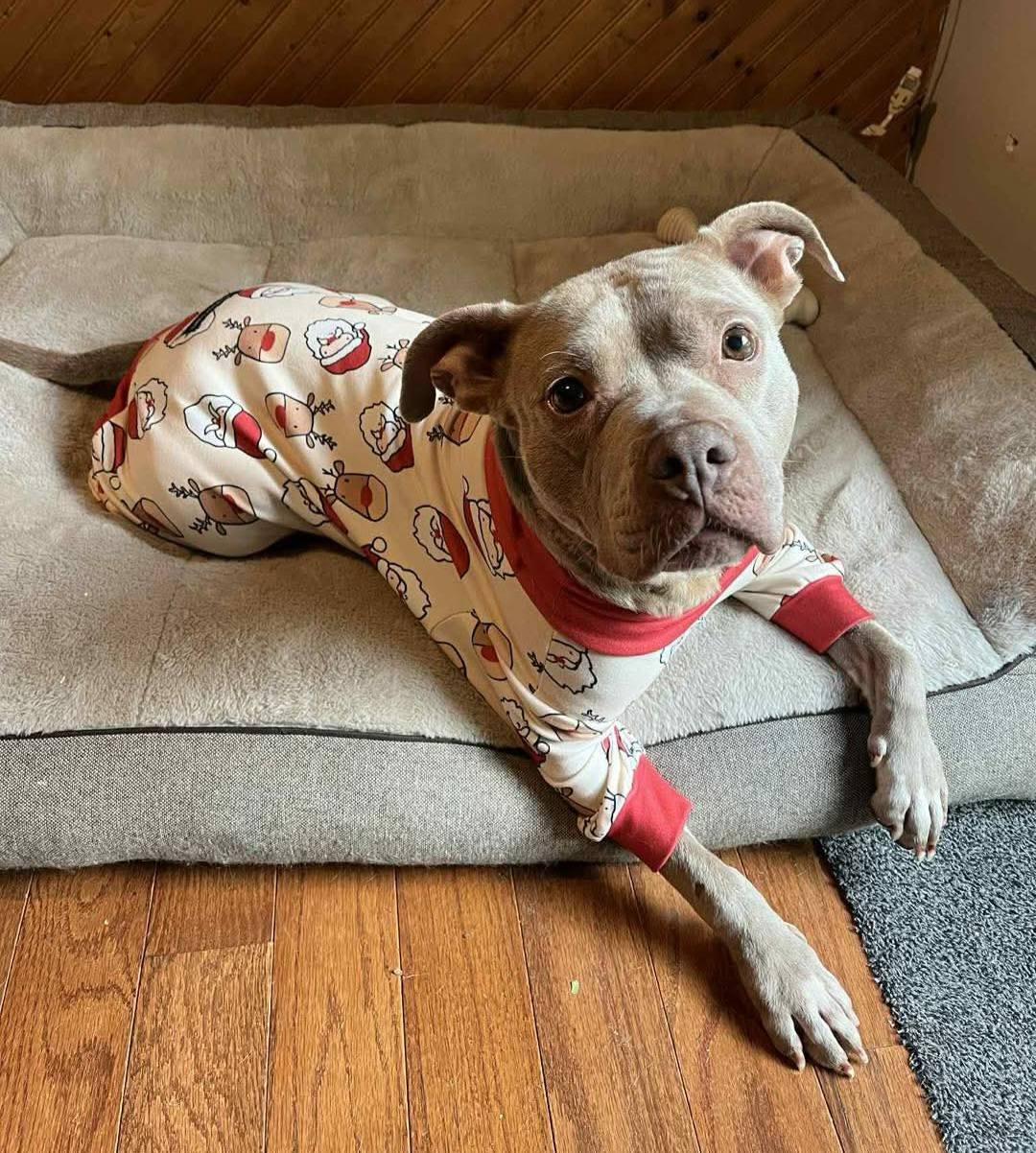 Enlarge Junie B Jones, a Adopted Pit Bull Terrier in Wheaton, IL image 6/6