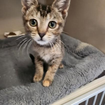 Aspen, Baby Female Domestic Short Hair
