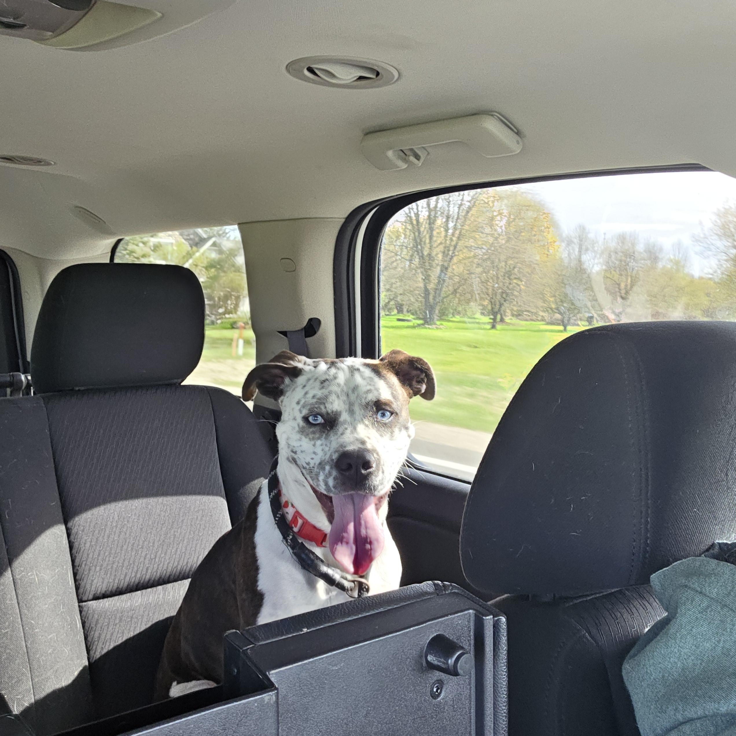 Enlarge Twyla, a ADOPTABLE mixed breed in West Branch, MI image 1/2