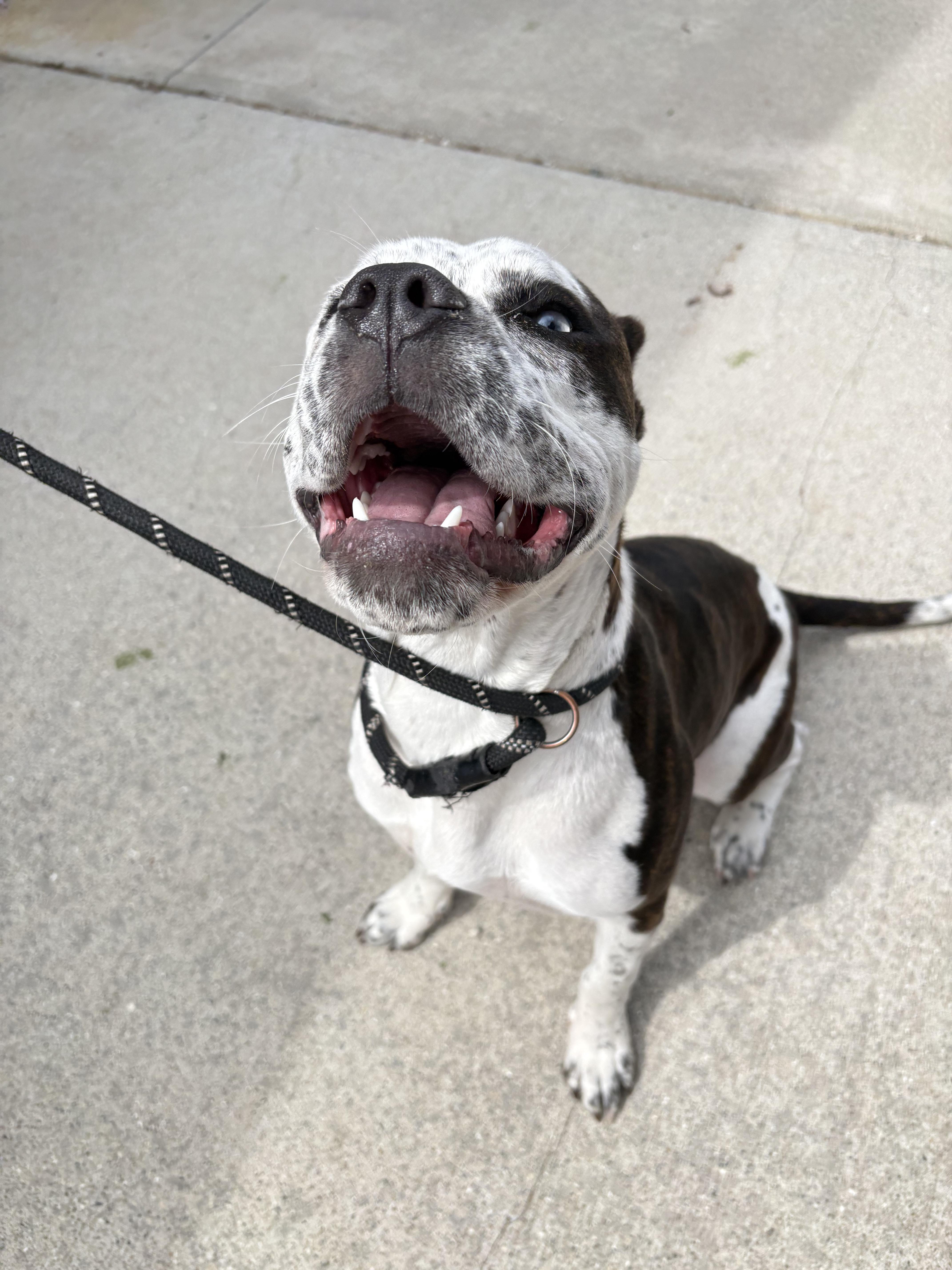 Enlarge Twyla, a ADOPTABLE mixed breed in West Branch, MI image 2/2