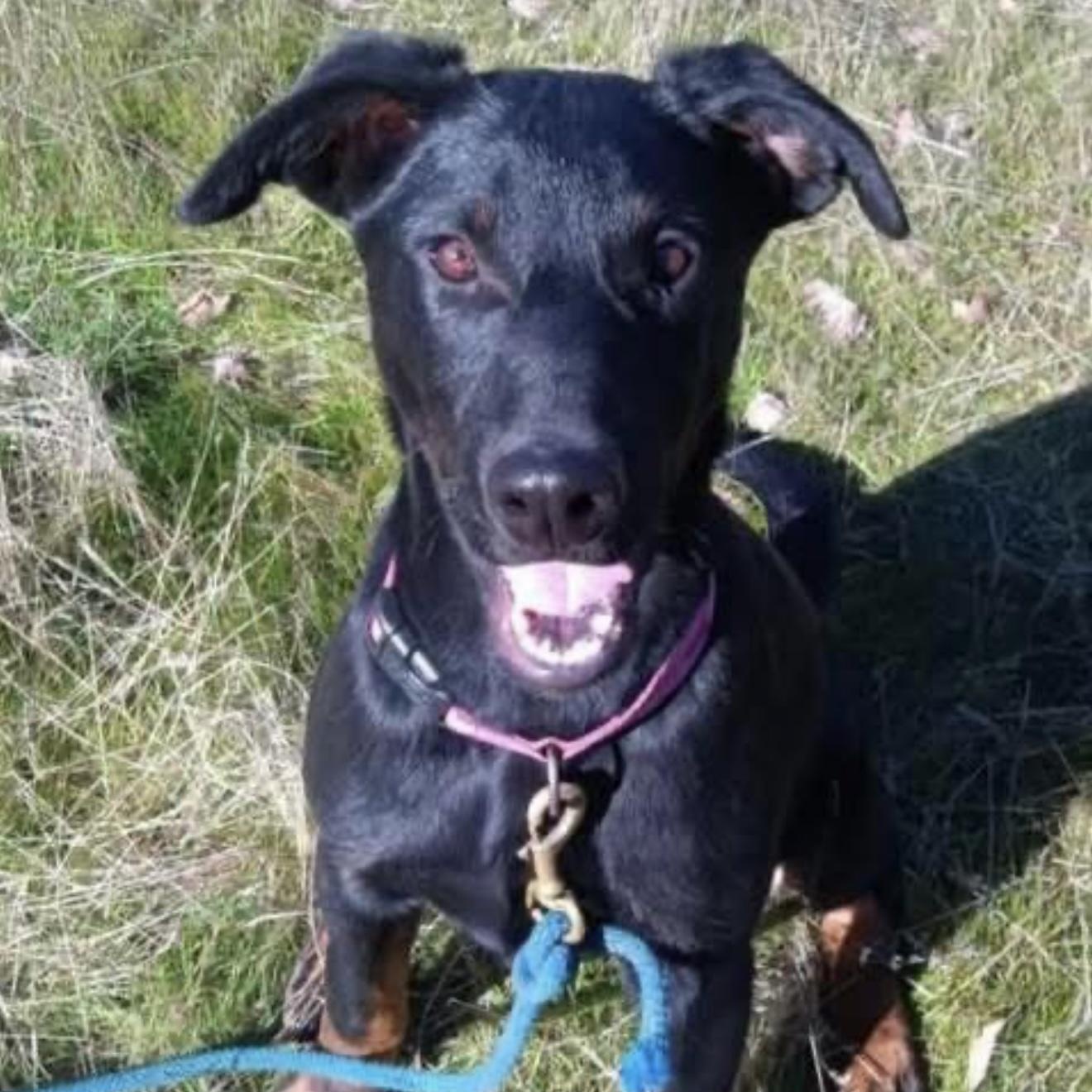 Jenna, a Adoptable mixed breed in Santa Rosa, CA image 3/5