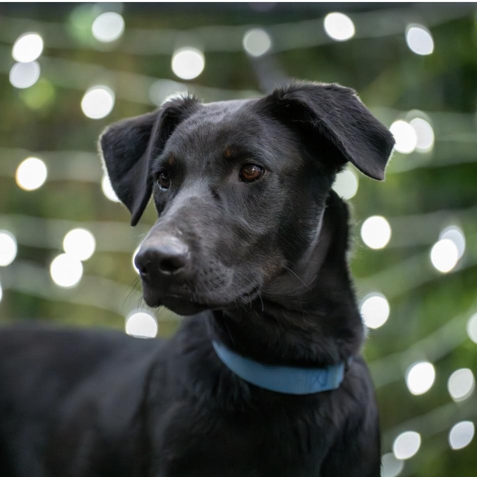 Jenna, a Adoptable mixed breed in Santa Rosa, CA image 5/5