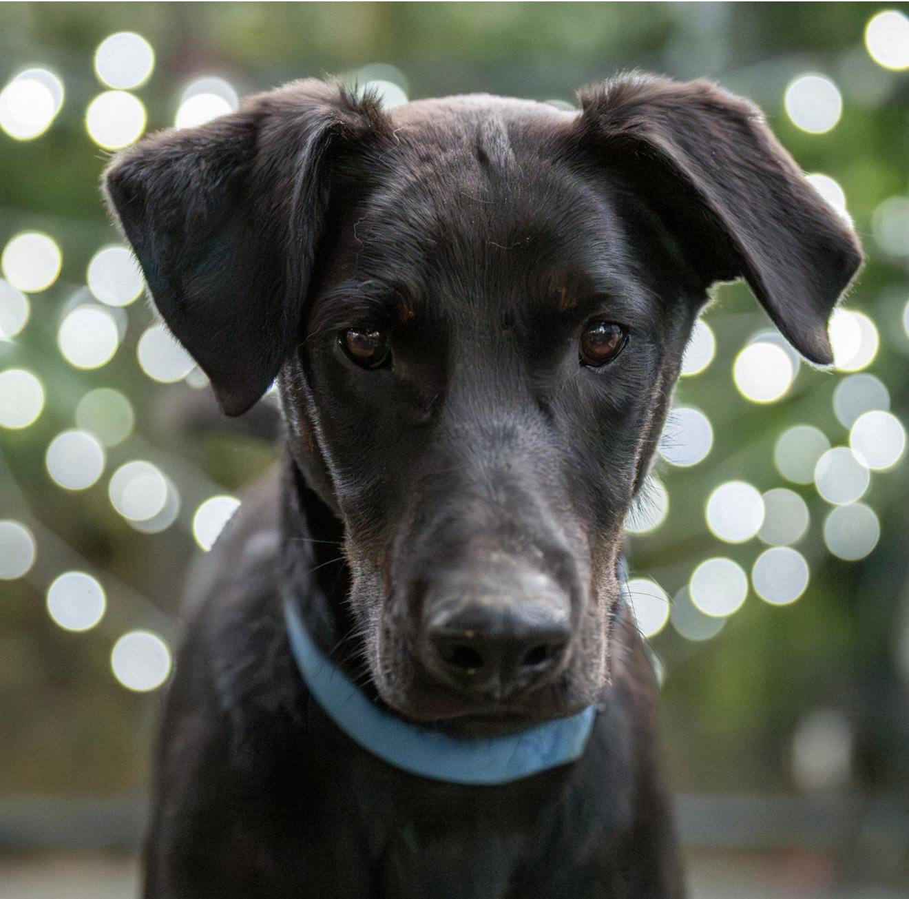 Jenna, Young Female Doberman Pinscher