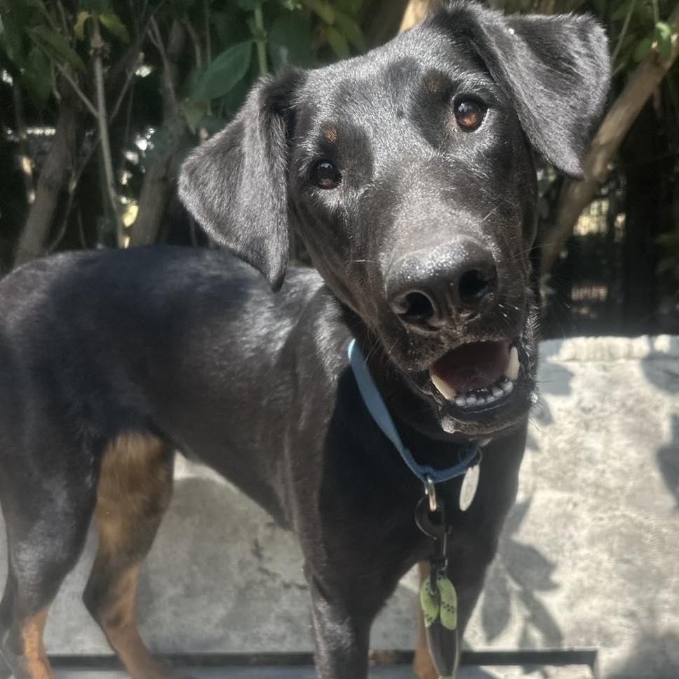 Jenna, a Adoptable mixed breed in Santa Rosa, CA image 4/5