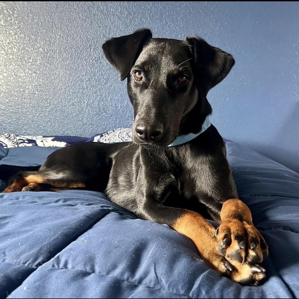 Jenna, Adoptable, Adult Female Doberman Pinscher.