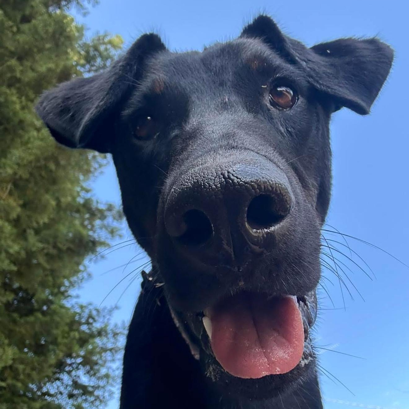 Jenna, a Adoptable mixed breed in Santa Rosa, CA image 2/5