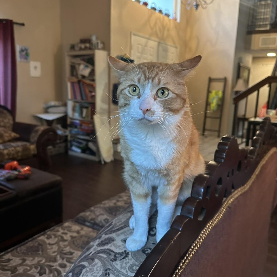 Enlarge Muenster , an adopted Domestic Short Hair in Moreno Valley, CA image 2/5