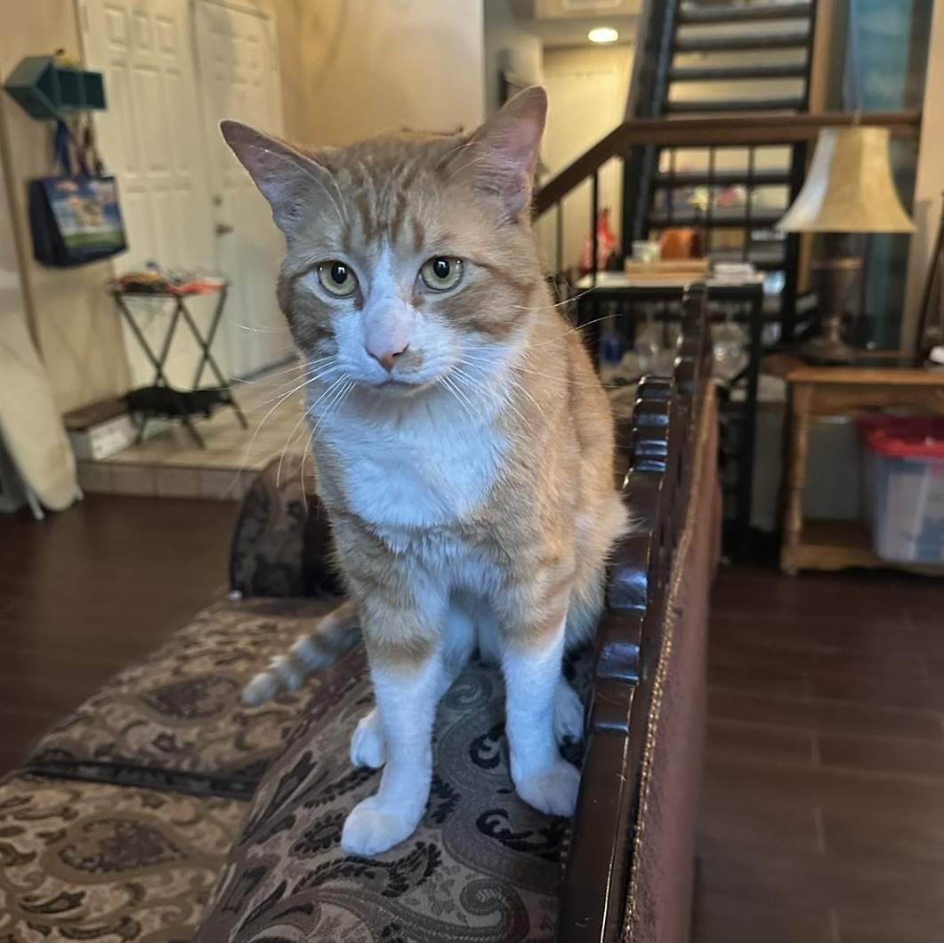 Enlarge Muenster , an adopted Domestic Short Hair in Moreno Valley, CA image 1/5