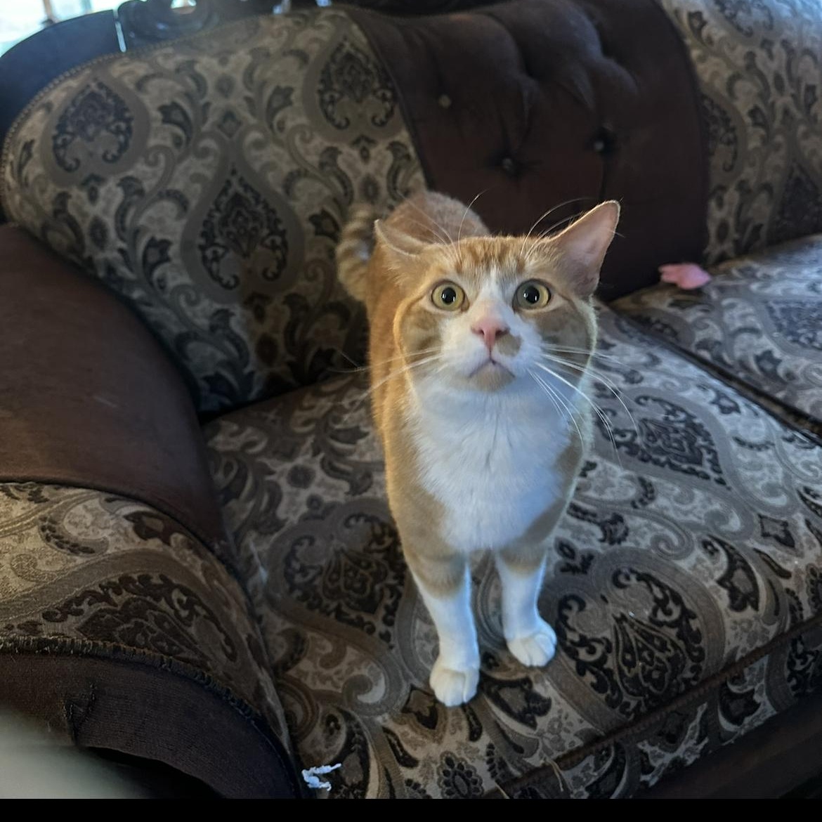 Enlarge Muenster , an adopted Domestic Short Hair in Moreno Valley, CA image 4/5