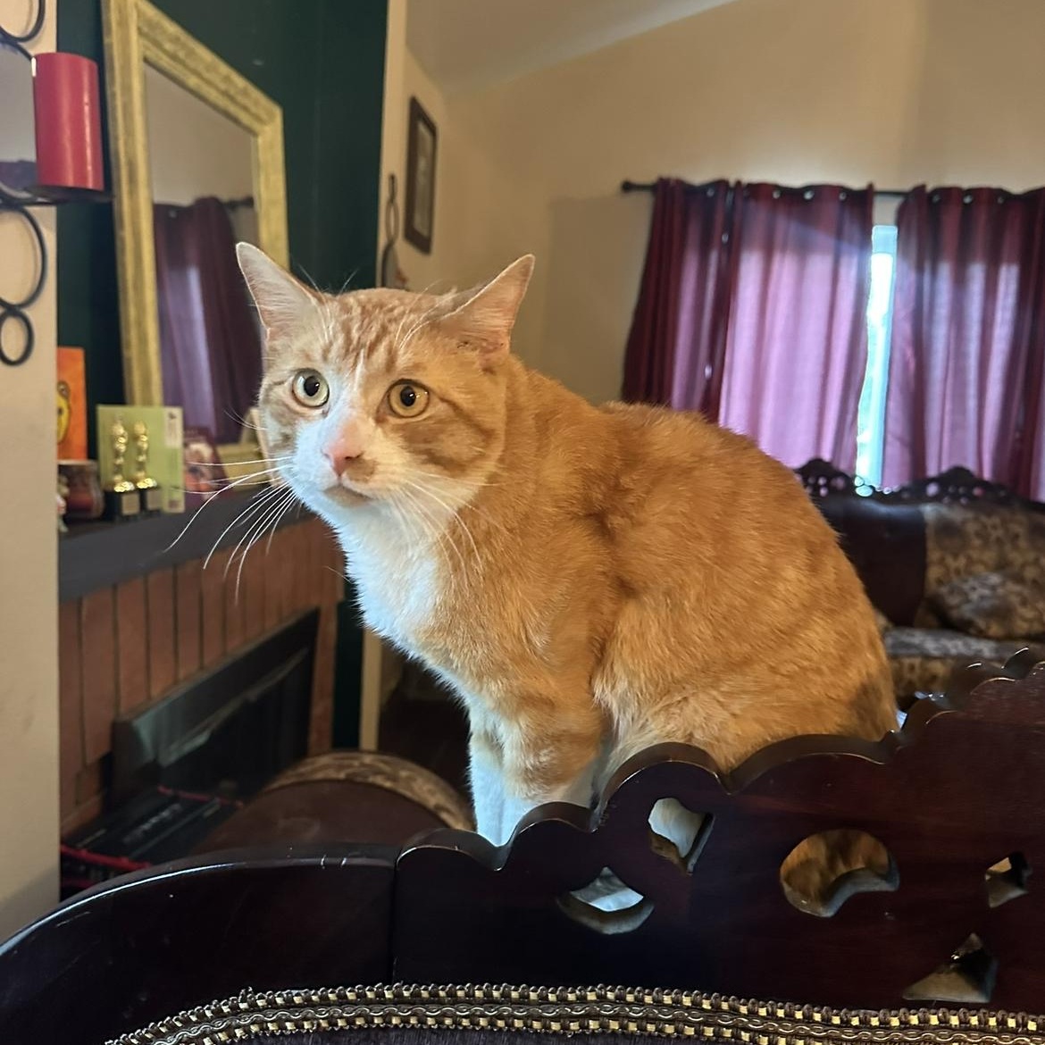 Enlarge Muenster , an adopted Domestic Short Hair in Moreno Valley, CA image 3/5