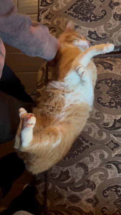 Enlarge Muenster , an adopted Domestic Short Hair in Moreno Valley, CA video 5/5
