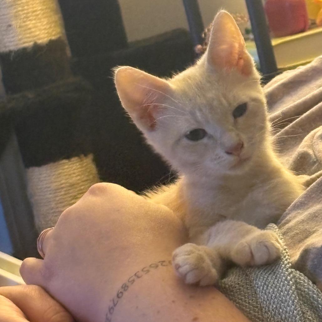 Tannie Dyal-DR, Adoptable, Kitten Female Domestic Short Hair.