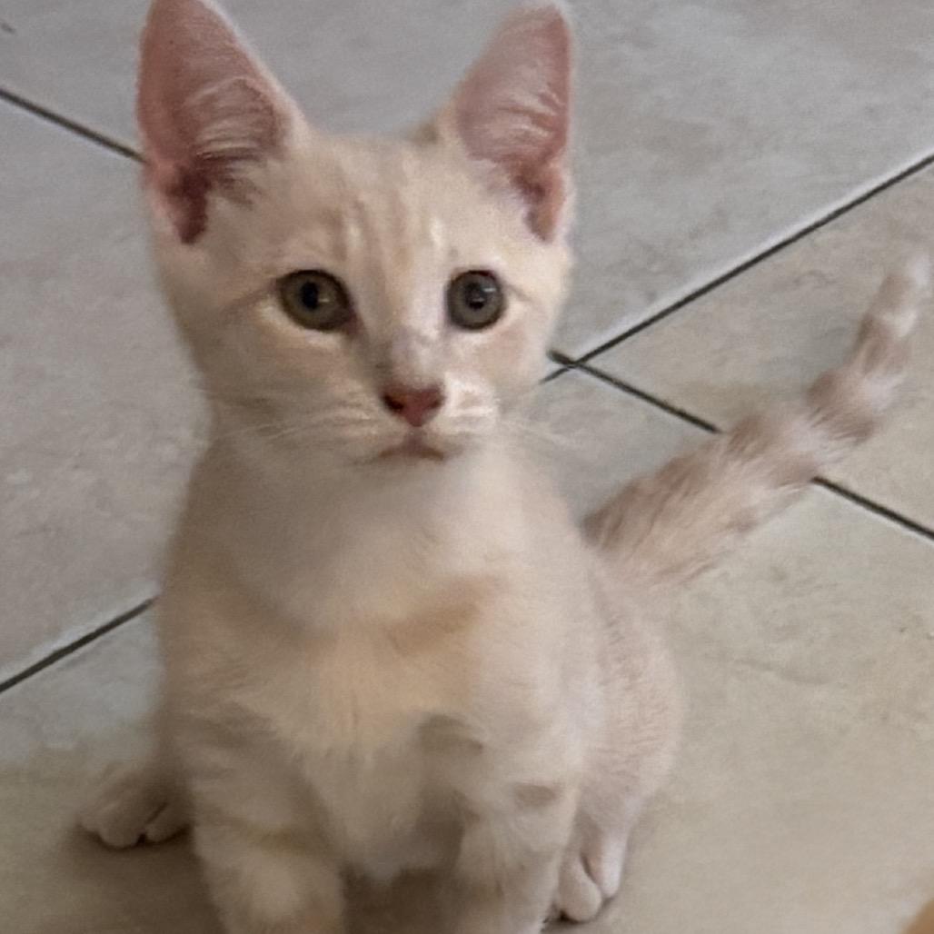Tannie Dyal-DR, a Adoptable Domestic Short Hair in Tallahassee, FL image 2/4