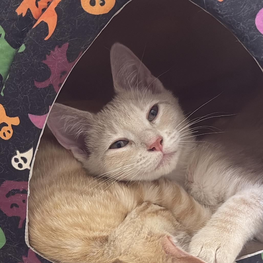 Tannie Dyal-DR, a Adoptable Domestic Short Hair in Tallahassee, FL image 3/4