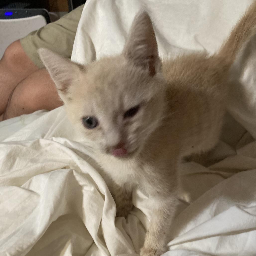 Tannie Dyal-DR, a Adoptable Domestic Short Hair in Tallahassee, FL image 4/4