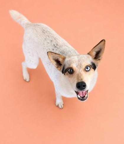 Enlarge Caramel, a Adoptable mixed breed in Bowling Green, KY image 1/1