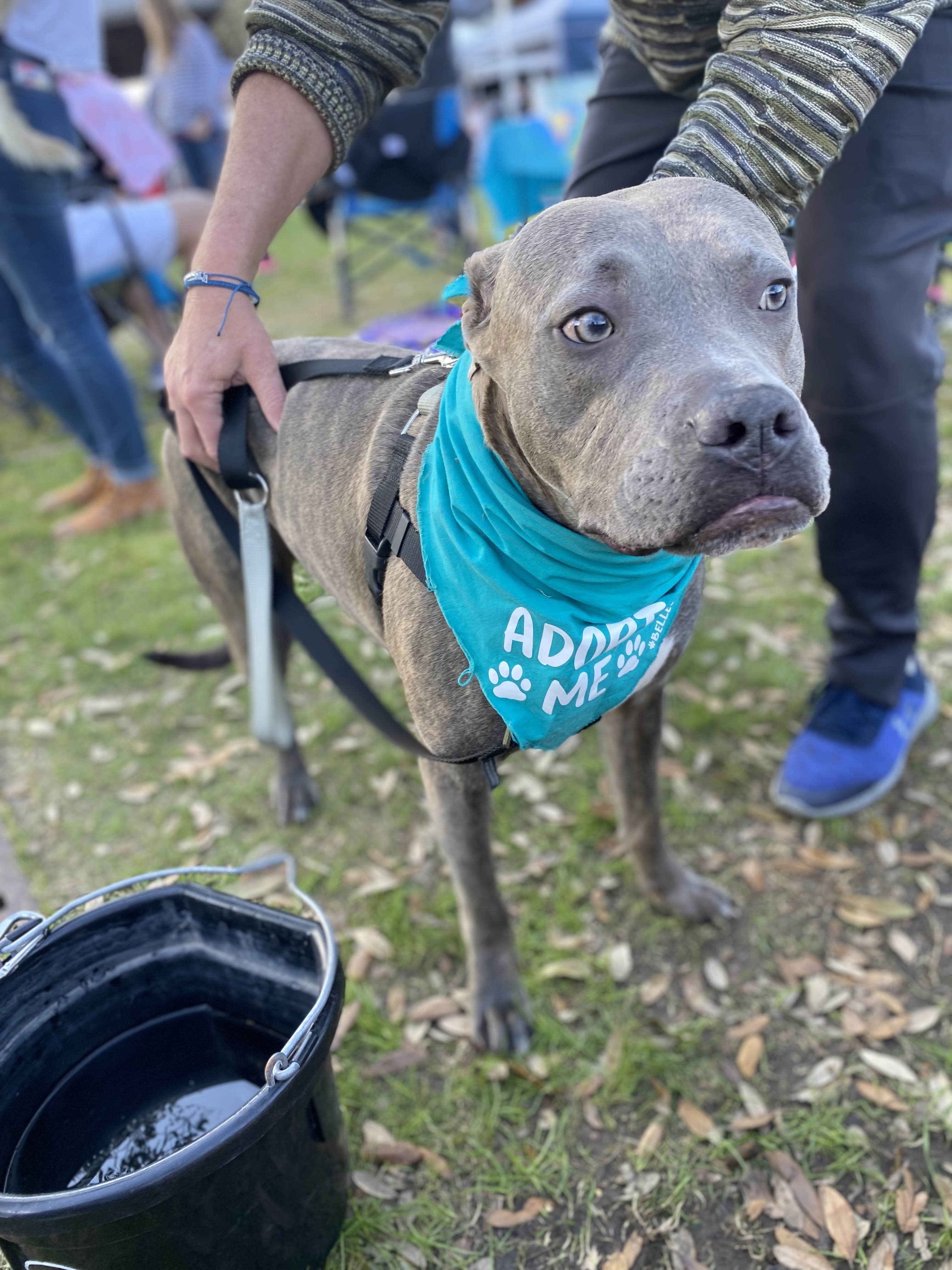 Enlarge Kilo, a Adoptable Pit Bull Terrier in Brookshire, TX image 1/8