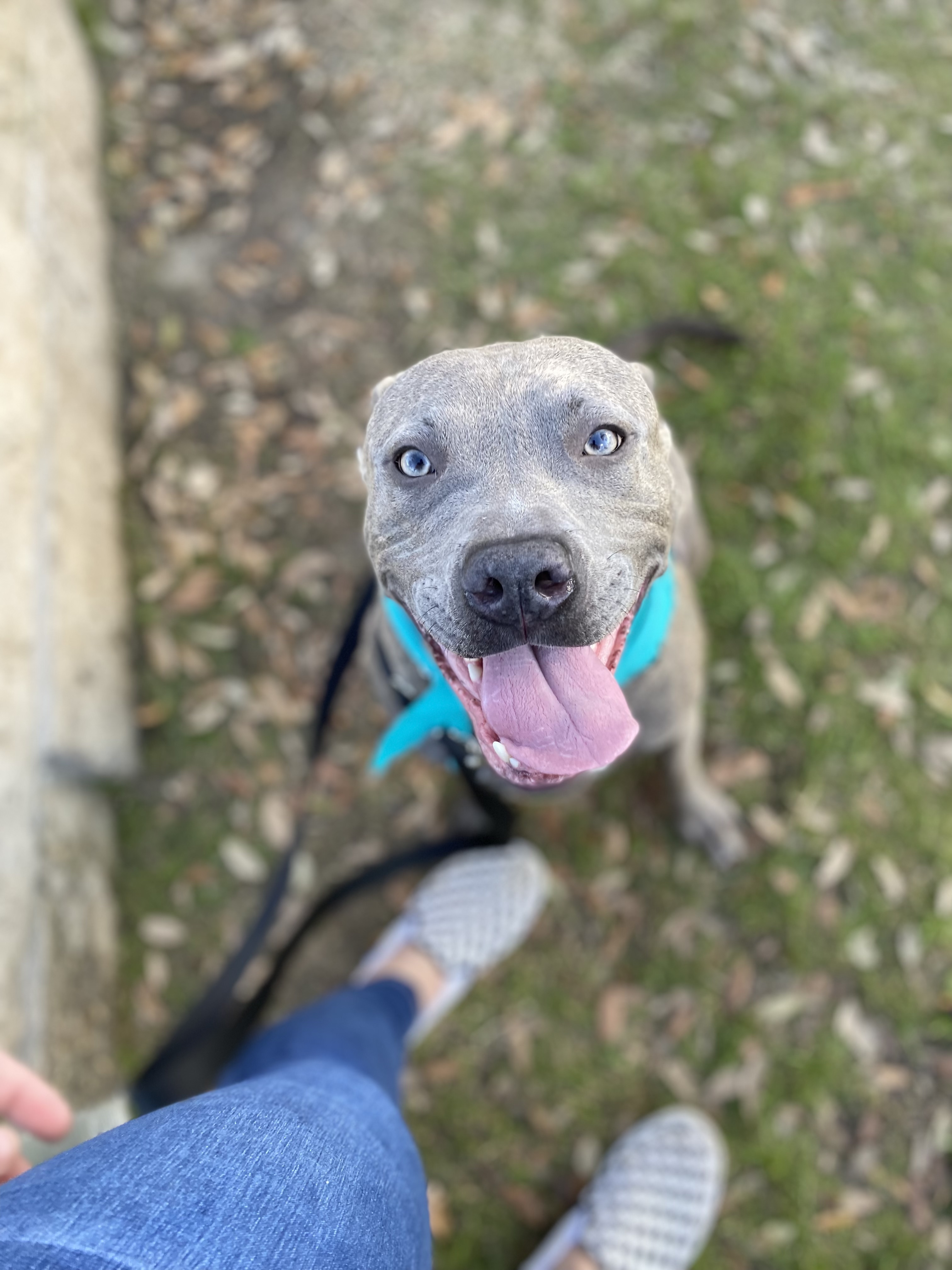 Enlarge Kilo, a Adoptable Pit Bull Terrier in Brookshire, TX image 2/8