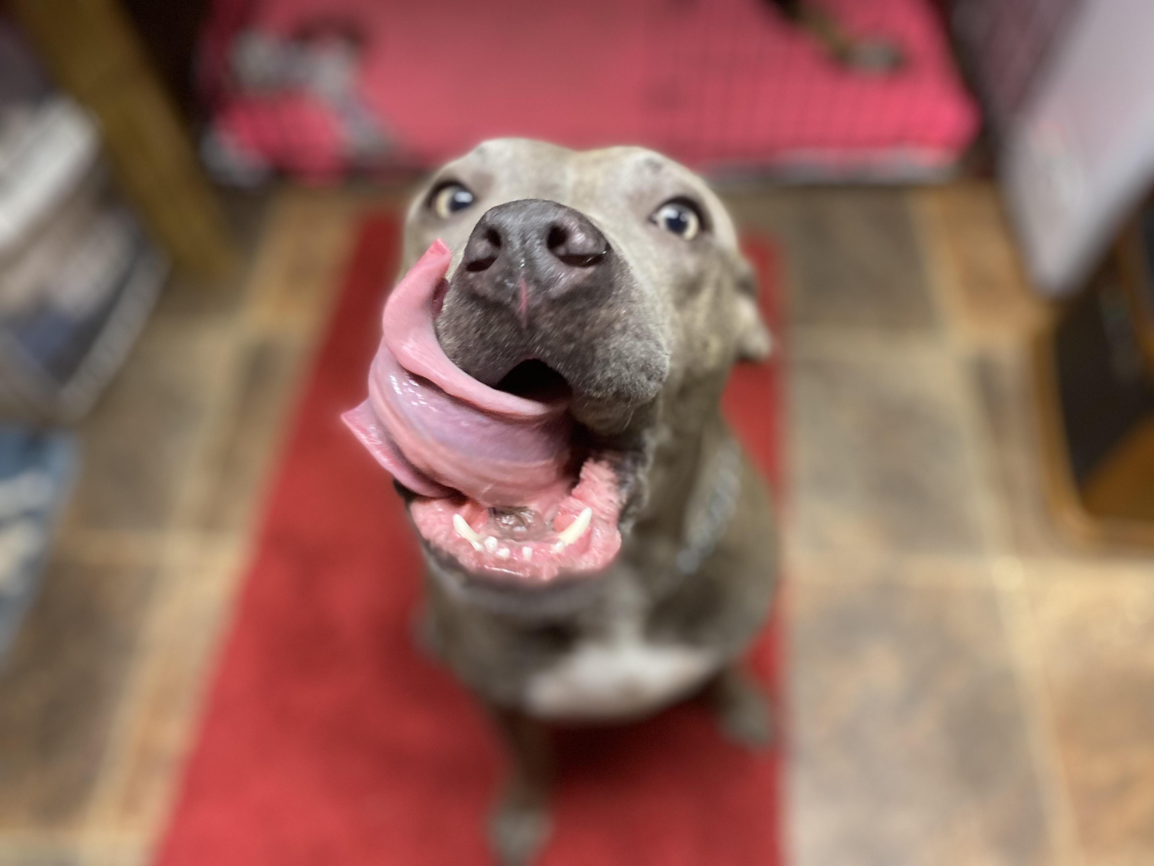 Enlarge Kilo, a Adoptable Pit Bull Terrier in Brookshire, TX image 3/8