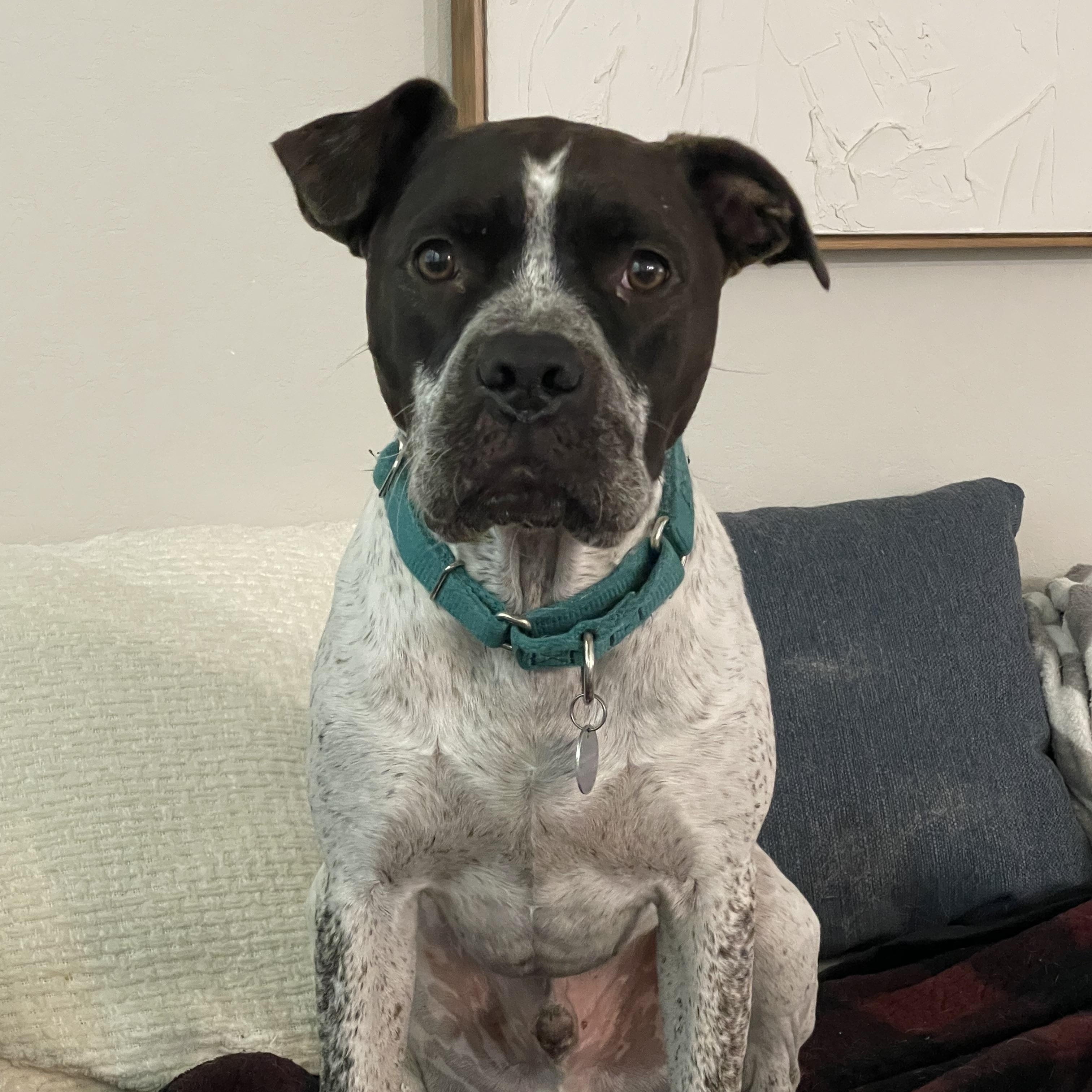 Oreo, Adult Male Pit Bull Terrier