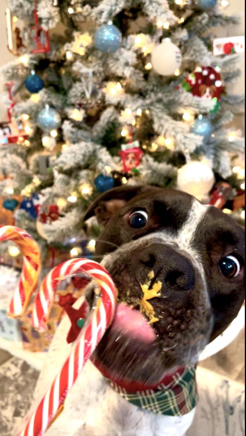 Oreo photo 3