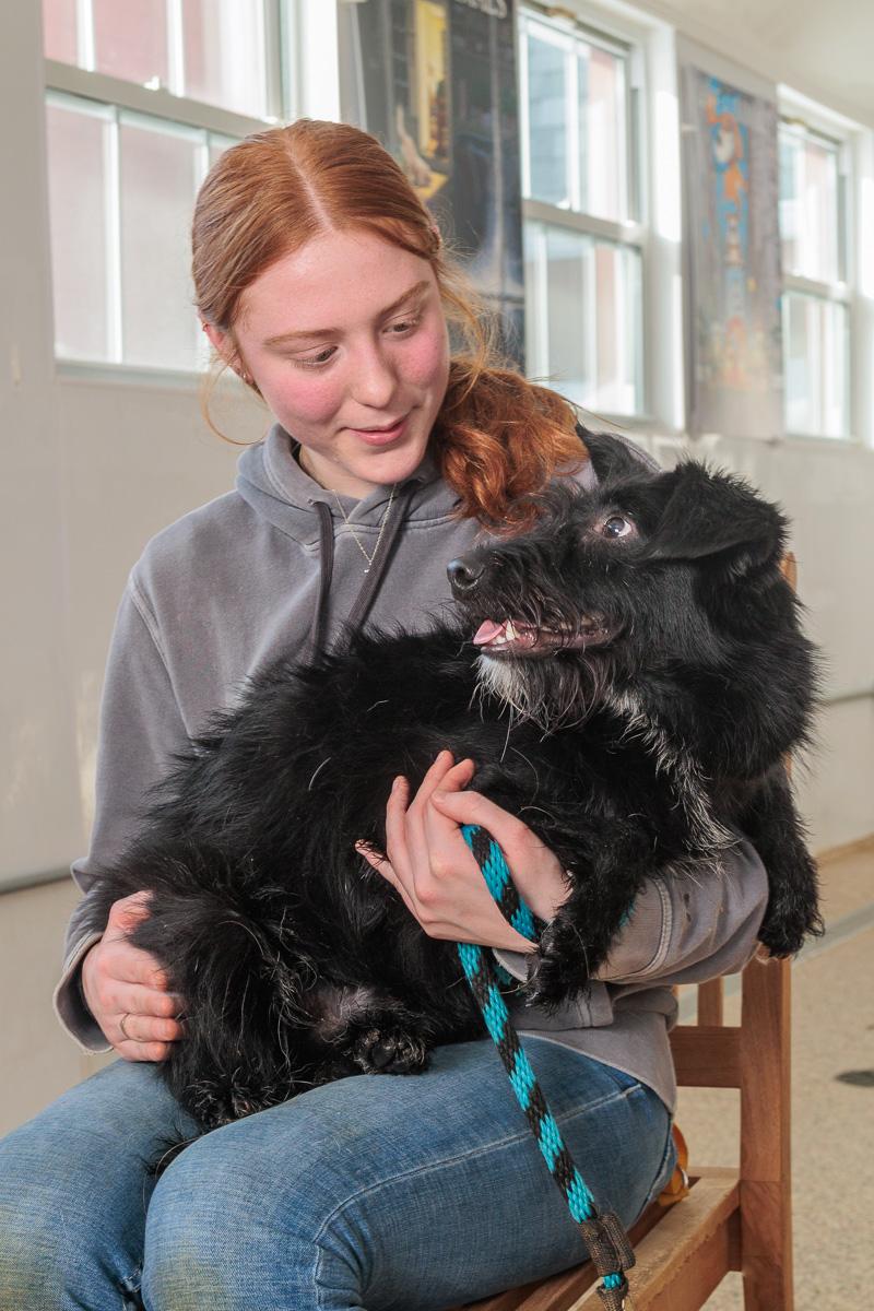Enlarge Mercy Jane, a Adoptable mixed breed in Chester Springs, PA image 1/1