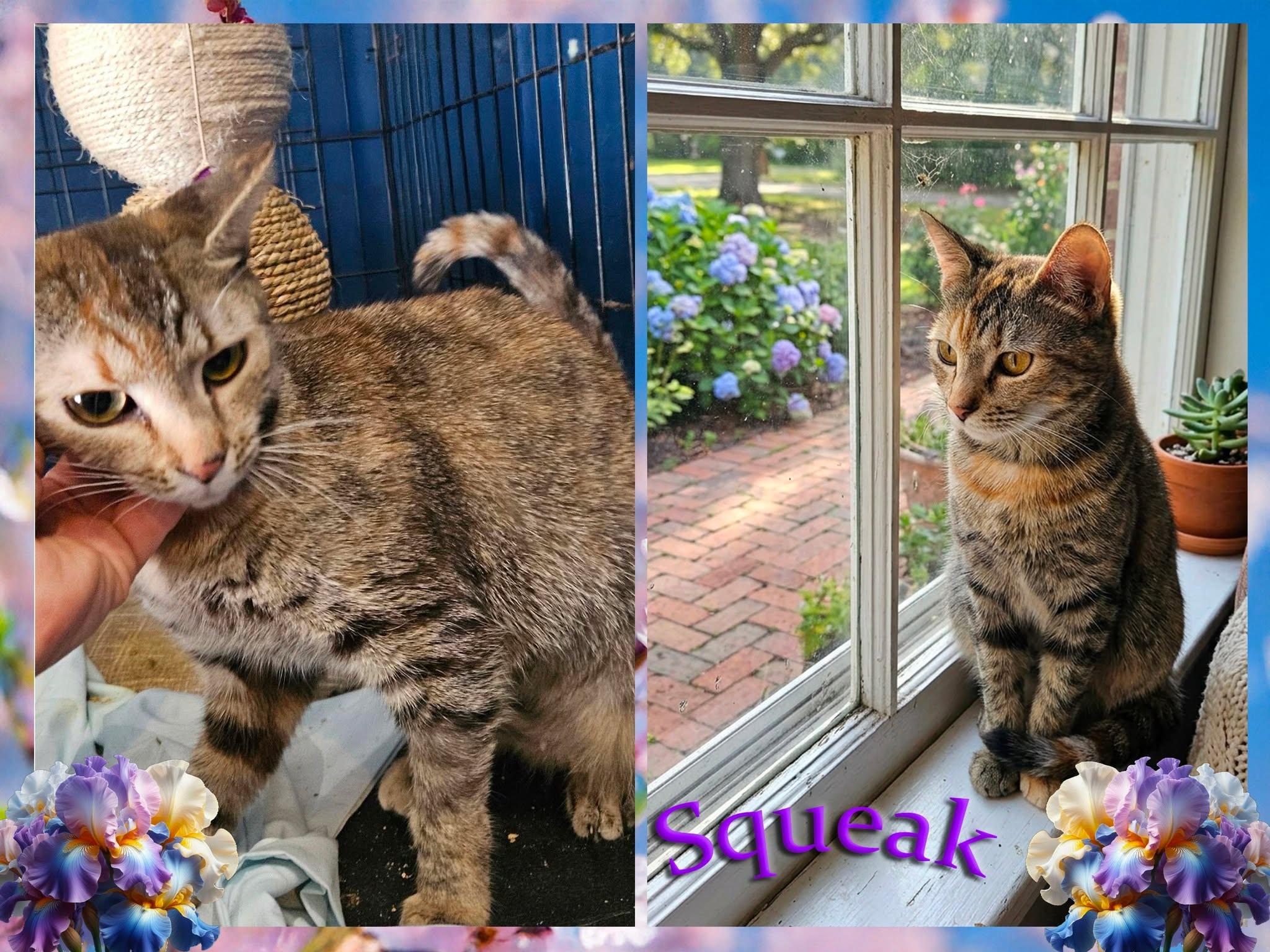Squeak, ADOPTABLE, Young Female Domestic Short Hair.