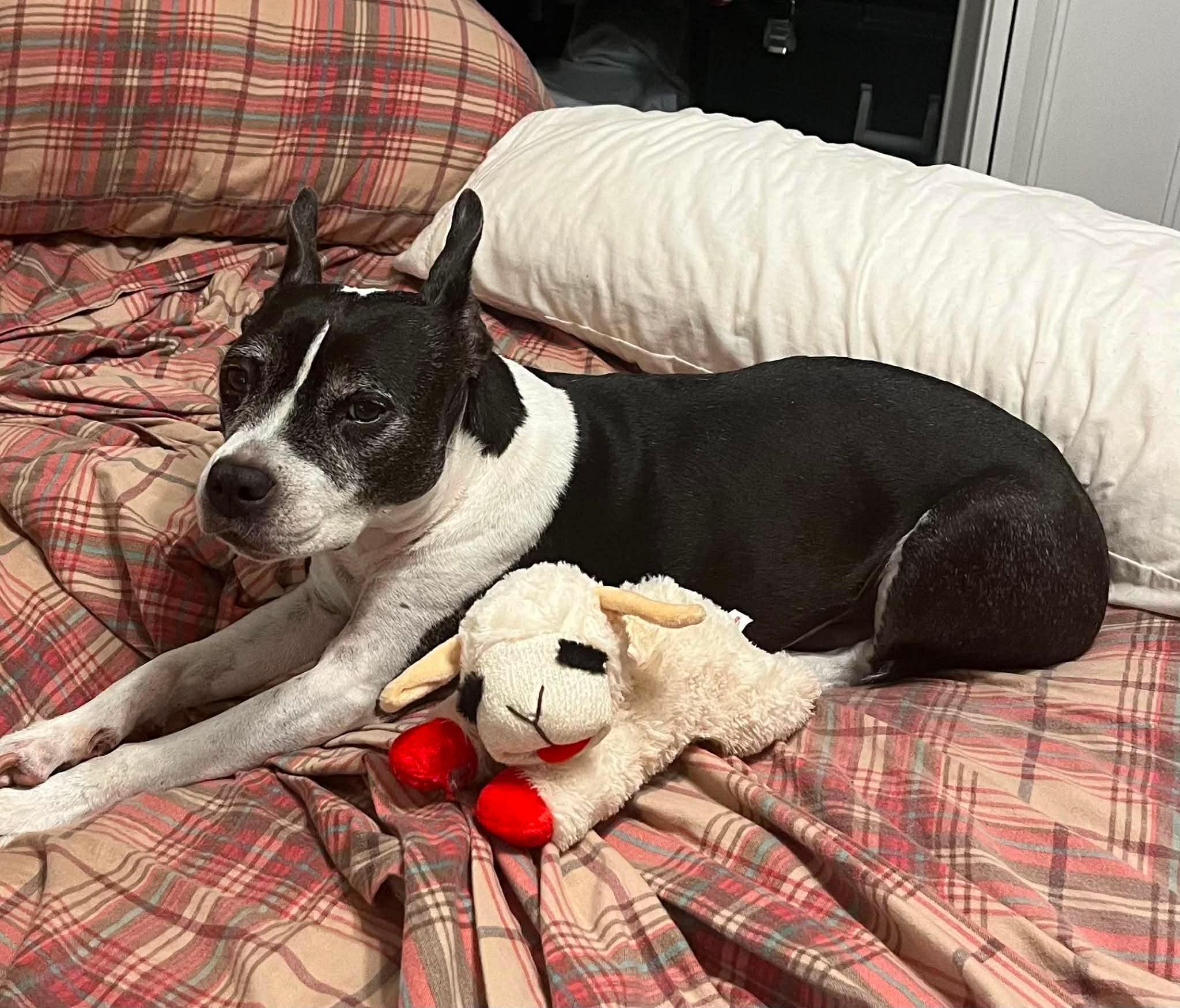 Enlarge Stella, a ADOPTABLE Mixed Breed in New Smyrna Beach, FL image 2/2