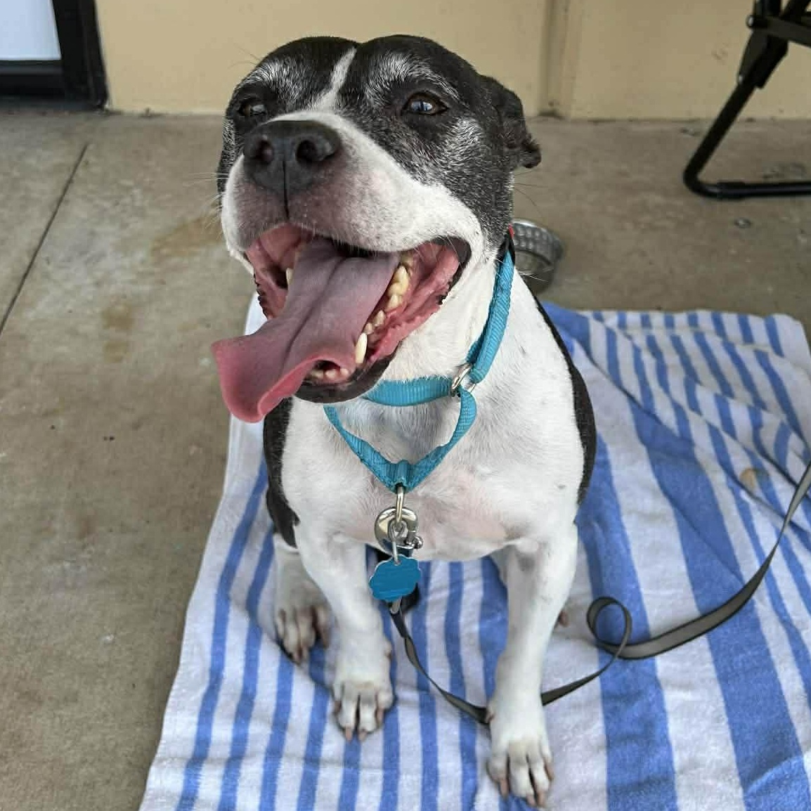 Stella, ADOPTABLE, Senior Female Mixed Breed.