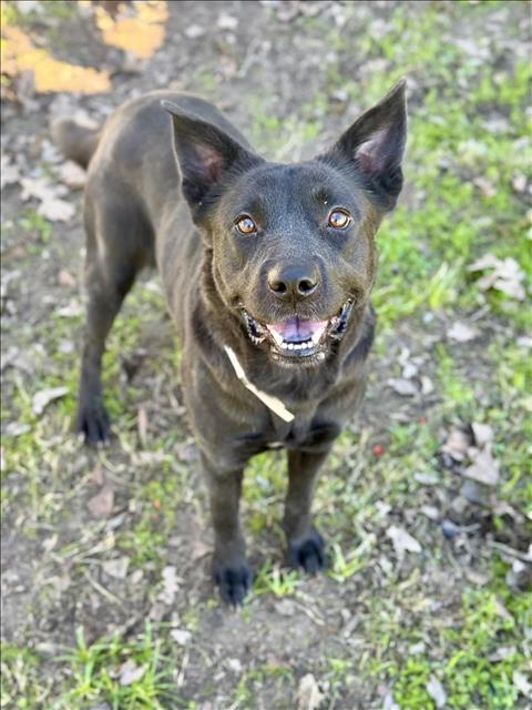 PARIS, Adoptable, Adult Female Australian Cattle Dog / Blue Heeler & Mixed Breed.
