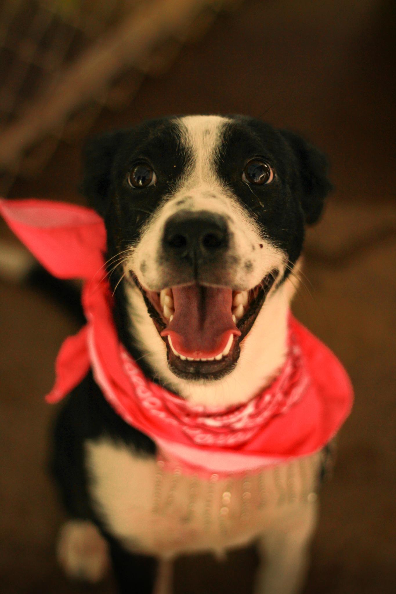 Melanie, Adoptable, Young Female Mixed Breed.