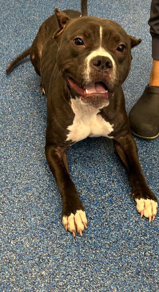Enlarge 26-388 Coaley, a Adoptable Pit Bull Terrier in Tarboro, NC image 1/1