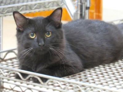 Jaffa — thumbnail 2