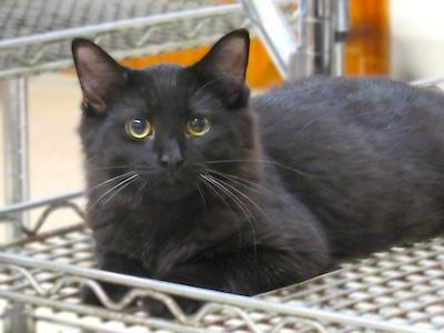 Jaffa — thumbnail 5