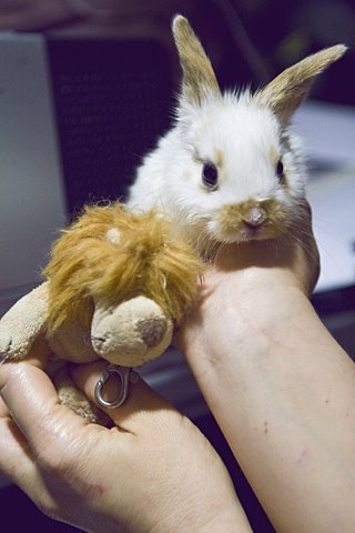 Cuteness, a Adoptable mixed breed in Los Angeles, CA image 1/4