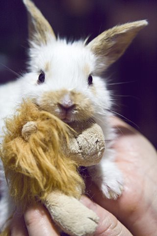 Cuteness, a Adoptable mixed breed in Los Angeles, CA image 2/4