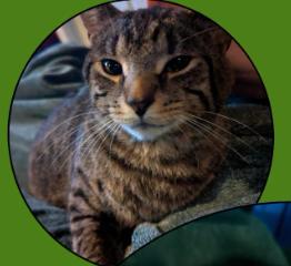 Enlarge Squint Eastwood, a Adoptable Domestic Short Hair in Rochester, NY image 2/2
