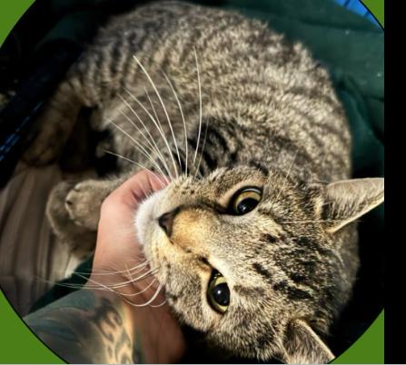 Squint Eastwood, Adoptable, Young Male Domestic Short Hair.