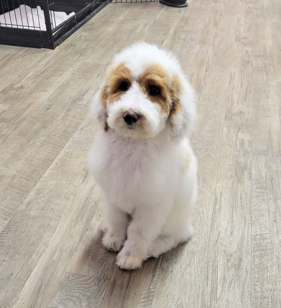 Kenny, Adopted, Puppy Male Poodle.