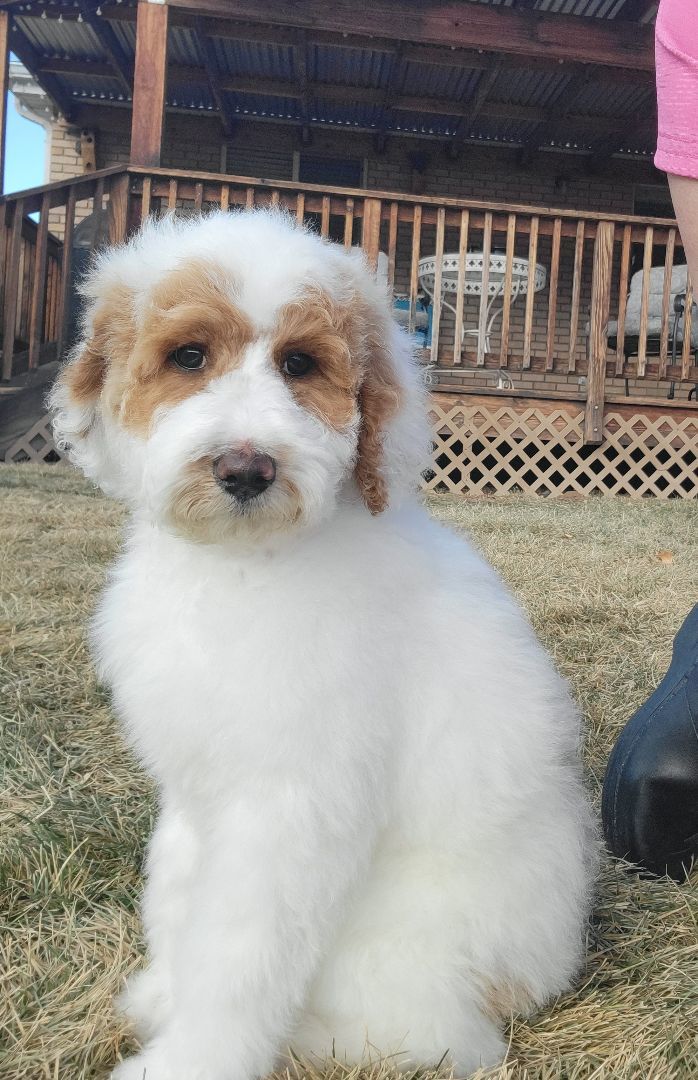 Enlarge Kenny, a Adopted Poodle in Moab, UT image 2/6