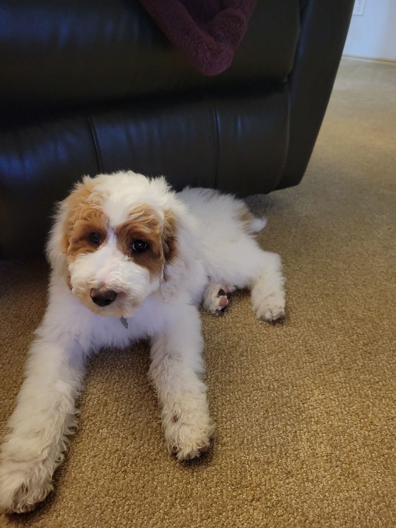 Enlarge Kenny, a Adopted Poodle in Moab, UT image 3/6