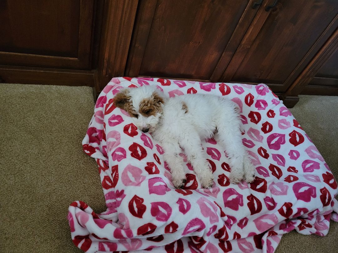 Enlarge Kenny, a Adopted Poodle in Moab, UT image 4/6