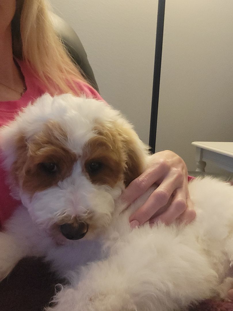 Kenny, Adopted, Puppy Male Poodle.