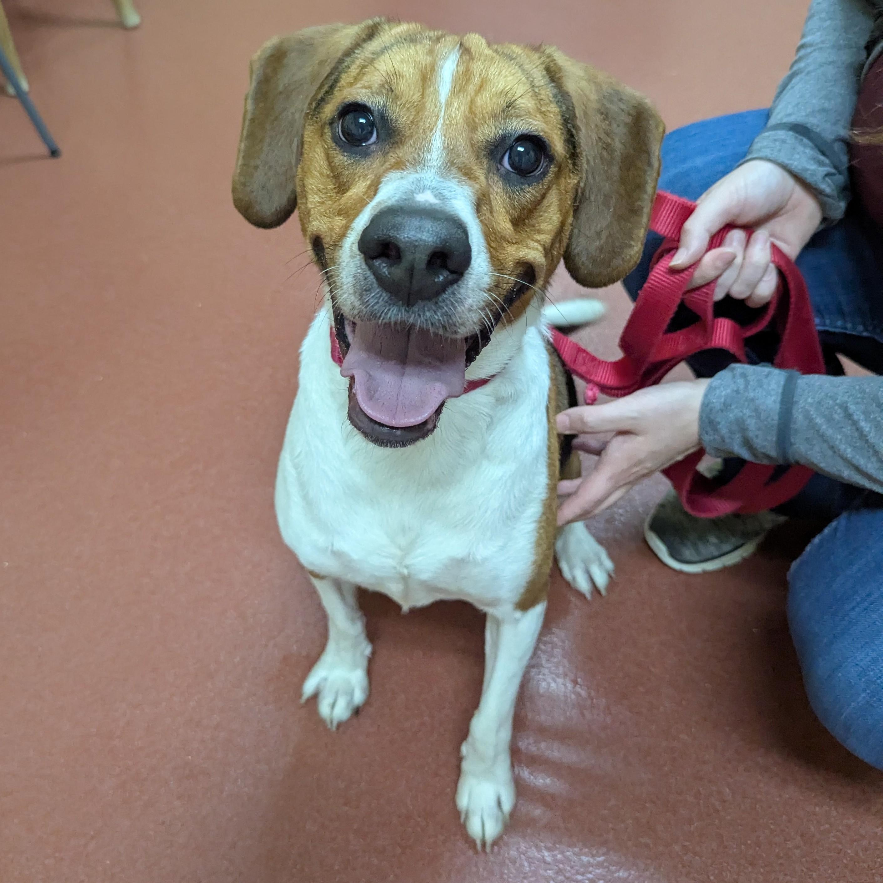 Ranger, Adoptable, Adult Male Beagle & Coonhound.