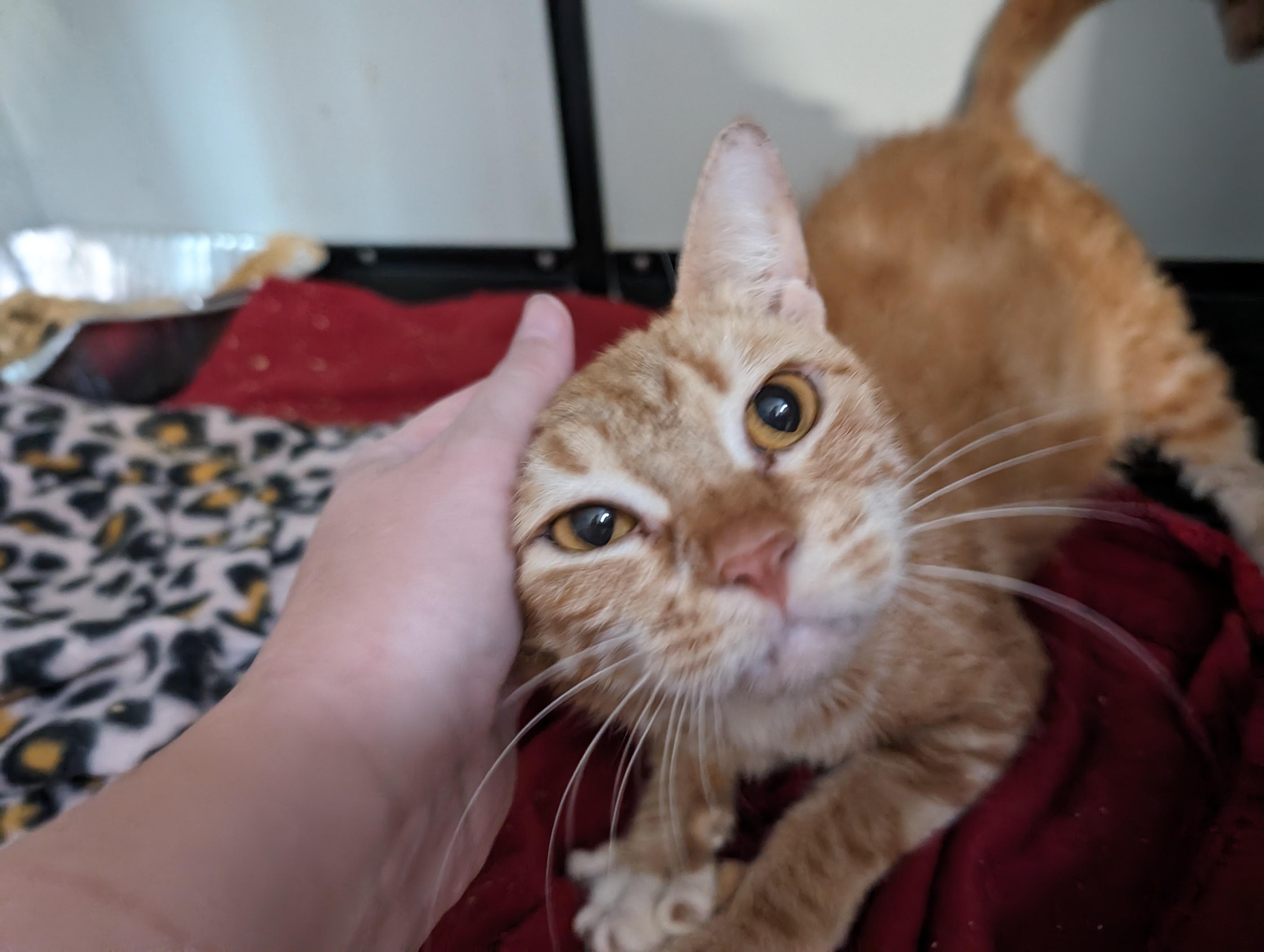 Madeline, Adoptable, Adult Female Domestic Short Hair.