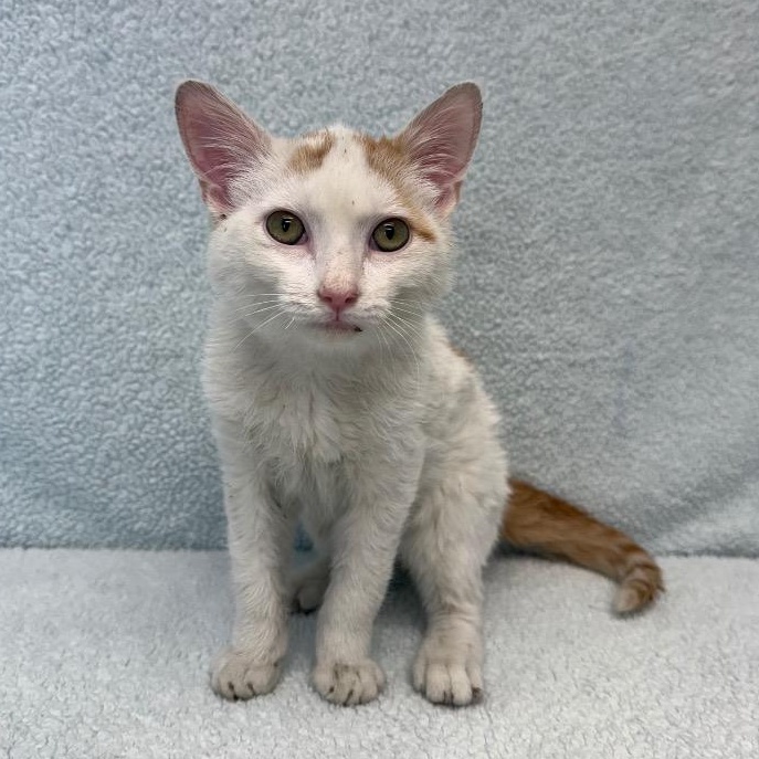 Ilya, ADOPTABLE, Kitten Male Domestic Short Hair.