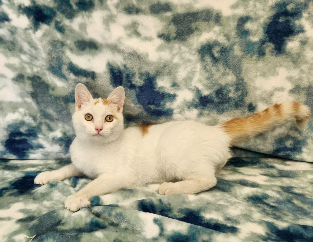Enlarge Ilya, a Adoptable Domestic Short Hair in Benld, IL image 1/1