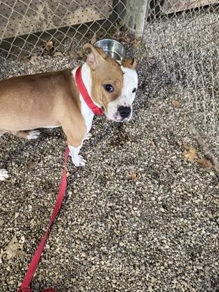 Kiwi, a Adoptable mixed breed in Shawano, WI image 1/3